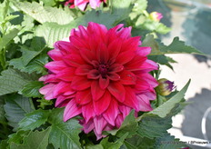 In de showtuin van Beekenkamp stond deze Dahlia die om een mooie close-up vroeg.